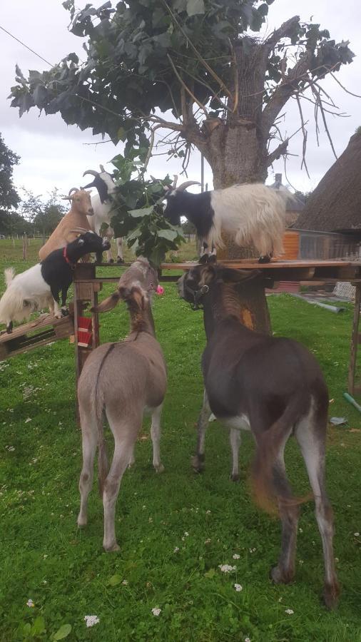 Chaumiere Du Chateau D'O Et Sa Mini Ferme ,Gite 21Couchages Goupil-Othon Kültér fotó